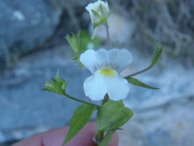 Nemesia petiolina, photographed by Nicola van Berkel