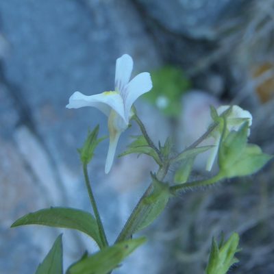 Nemesia petiolina, photographed by Nicola van Berkel