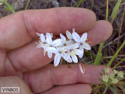 Pharnaceum lineare, photographed by Chris Vynbos
