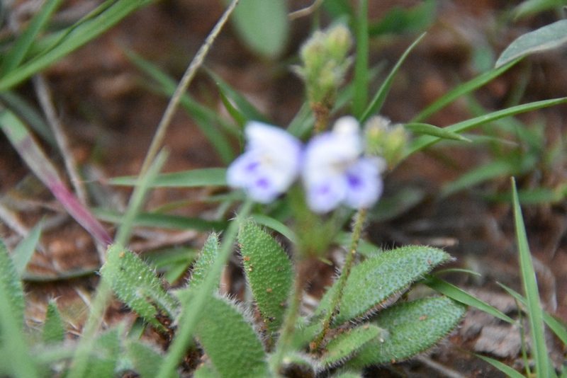 Craterostigma hirsutum, photographed by Loren Cassin Sackett