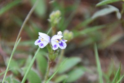 Craterostigma hirsutum, photographed by Loren Cassin Sackett