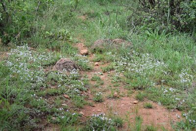 Craterostigma hirsutum, photographed by Loren Cassin Sackett
