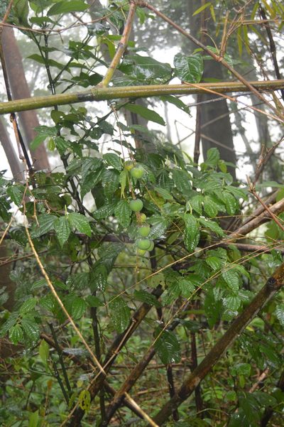 Olmeca recta, photographed by Pedro Aguilar