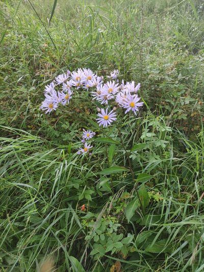 Aster tataricus, photographed by Юлия