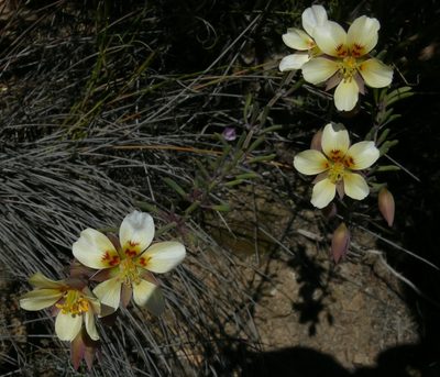 Roepera pygmaea, photographed by Tony Rebelo