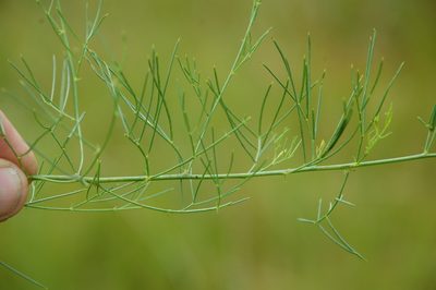 Psoralea abbottii, photographed by Charles Stirton