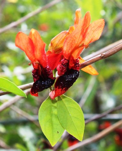 Ruttya fruticosa, photographed by Tony Rebelo