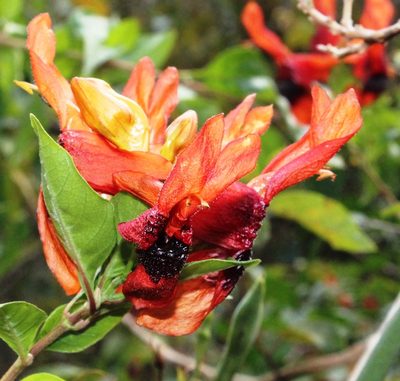 Ruttya fruticosa, photographed by Tony Rebelo