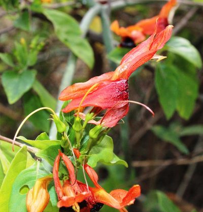 Ruttya fruticosa, photographed by Tony Rebelo