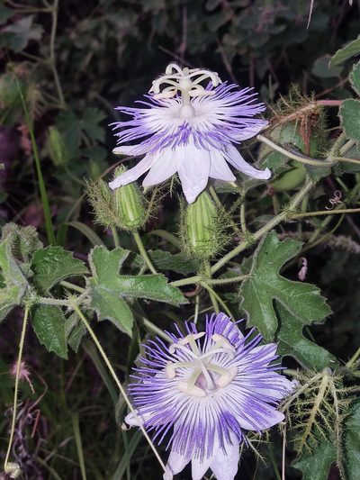 Passiflora arizonica, photographed by Tereka Lasso