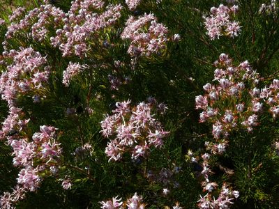 Serruria decipiens, photographed by Tony Rebelo