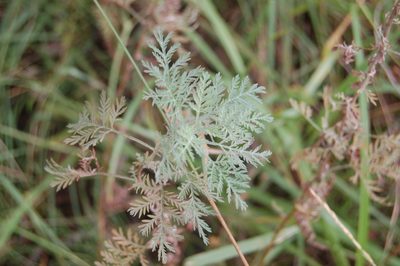 Artemisia gmelinii, photographed by Alexander Dubynin