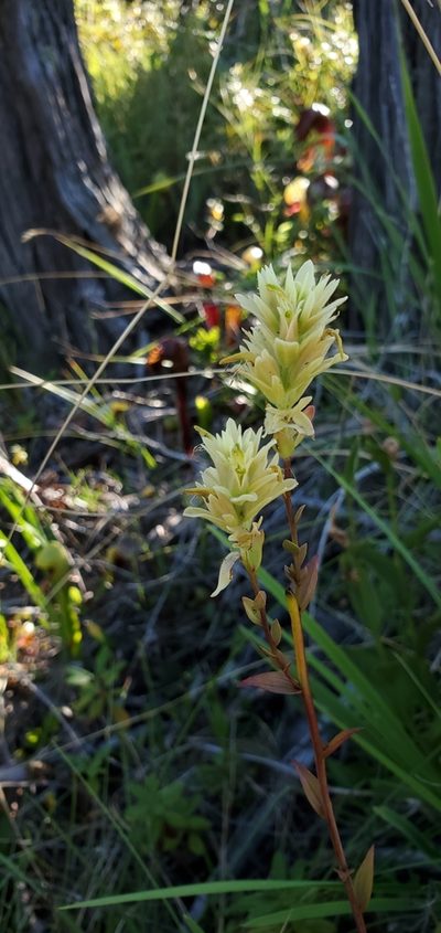 Castilleja elata, photographed by Asher Budnik