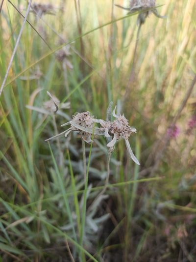 Leontopodium leontopodioides, photographed by Юлия