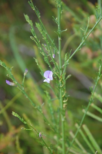 Psoralea triflora, photographed by Charles Stirton