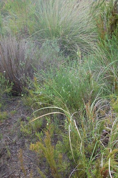 Psoralea triflora, photographed by Charles Stirton