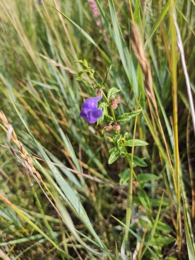 Scutellaria scordiifolia, photographed by Юлия