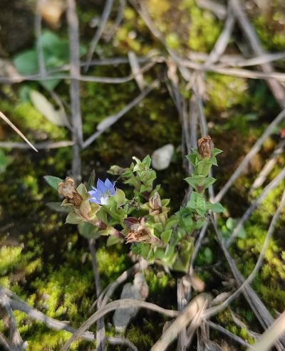Gentiana squarrosa, photographed by Юлия