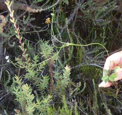 Alepidea delicatula, photographed by Nicola van Berkel