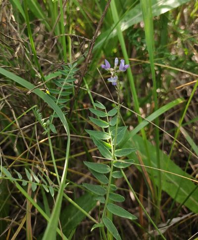 Oxytropis glabra, photographed by Юлия
