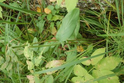 Bupleurum aureum, photographed by Alexander Dubynin
