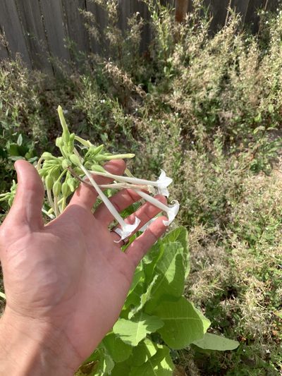 Nicotiana sylvestris, photographed by Tom Erler
