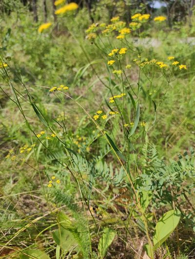 Bupleurum scorzonerifolium, photographed by Юлия