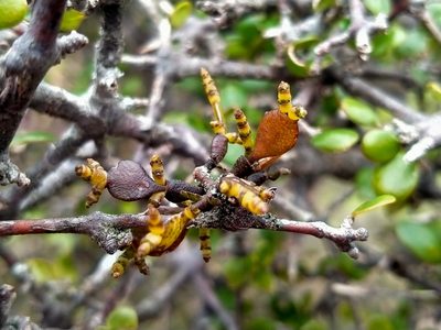 Korthalsella lindsayi, photographed by John Barkla