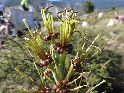 Agave brunnea, photographed by Leticia Jiménez Hernández