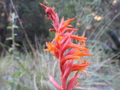 Dichromanthus cinnabarinus, photographed by Leticia Jiménez Hernández
