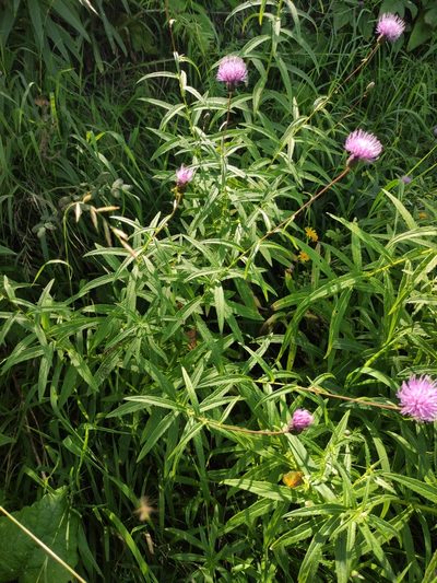 Cirsium serratuloides, photographed by Юлия