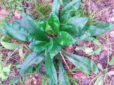 Pulmonaria angustifolia, photographed by Татьяна Горбушина