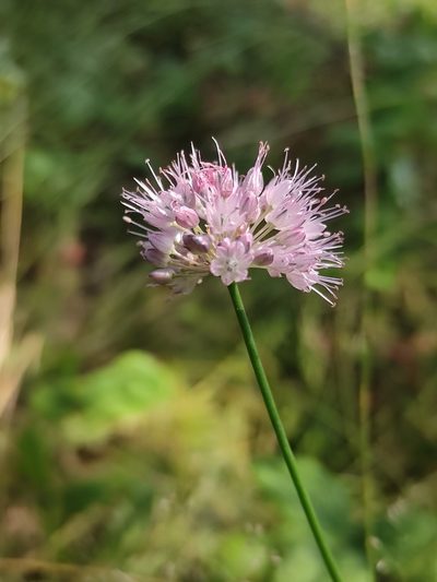 Allium splendens, photographed by Юлия