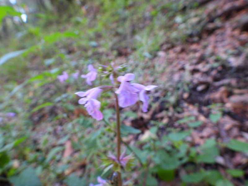 Stachys bigelovii, photographed by Leticia Jiménez Hernández