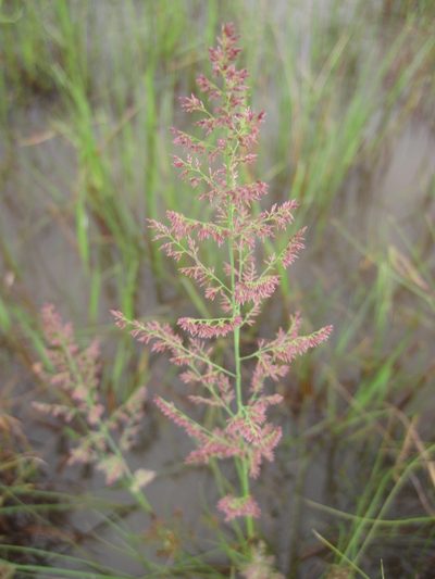 Eragrostis gummiflua, photographed by Andrew Deacon