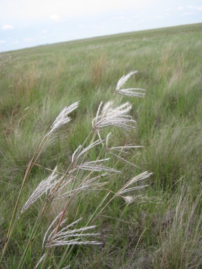 Andropogon eucomus, photographed by Andrew Deacon