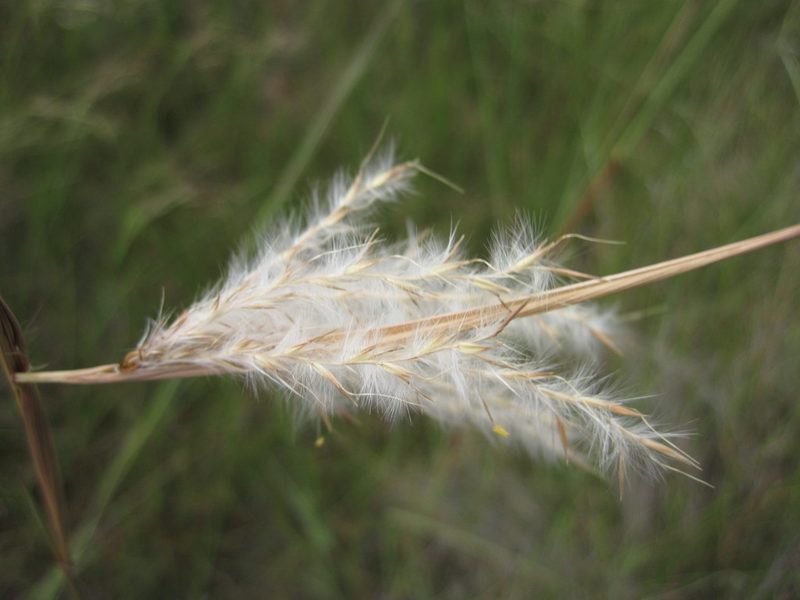 Andropogon eucomus, photographed by Andrew Deacon