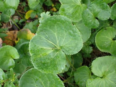Nephrophyllidium crista-galli, photographed by Matt Muir