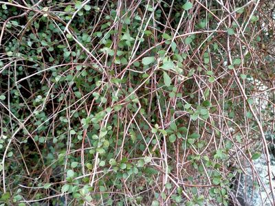 Hoheria angustifolia, photographed by John Barkla