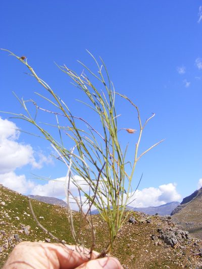 Psoralea implexa, photographed by Charles Stirton