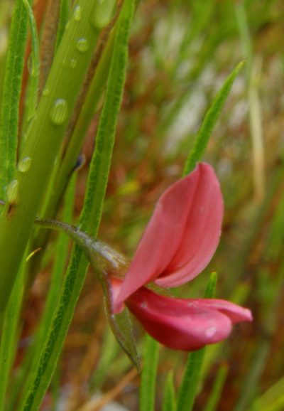 Psoralea implexa, photographed by Charles Stirton