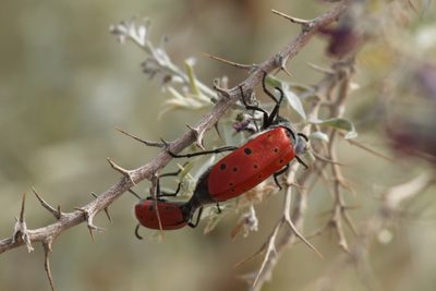 Sophora conollyi, photographed by Вячеслав Юсупов
