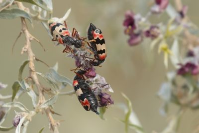 Sophora conollyi, photographed by Вячеслав Юсупов