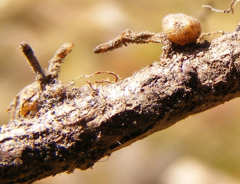 Psoralea implexa, photographed by Charles Stirton