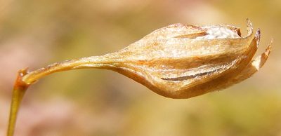 Psoralea implexa, photographed by Charles Stirton