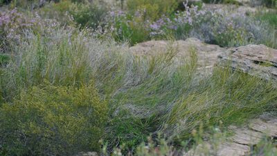 Psoralea glaucescens, photographed by Charles Stirton