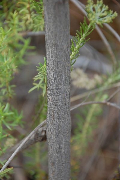 Psoralea glaucescens, photographed by Charles Stirton