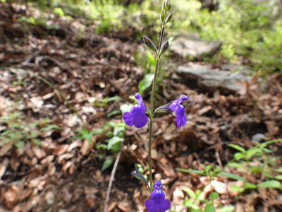 Salvia coahuilensis, photographed by Leticia Jiménez Hernández