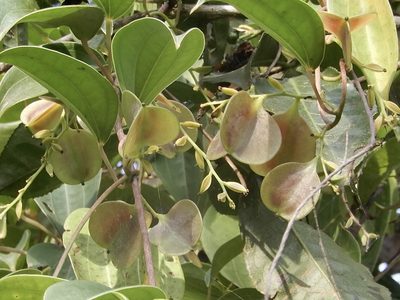 Dioscorea oppositifolia, photographed by Seema Merchant