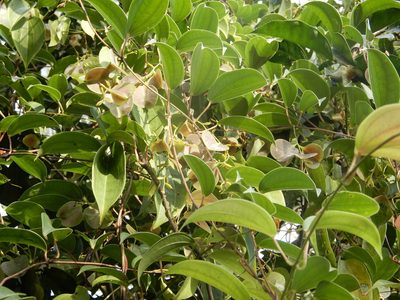 Dioscorea oppositifolia, photographed by Seema Merchant